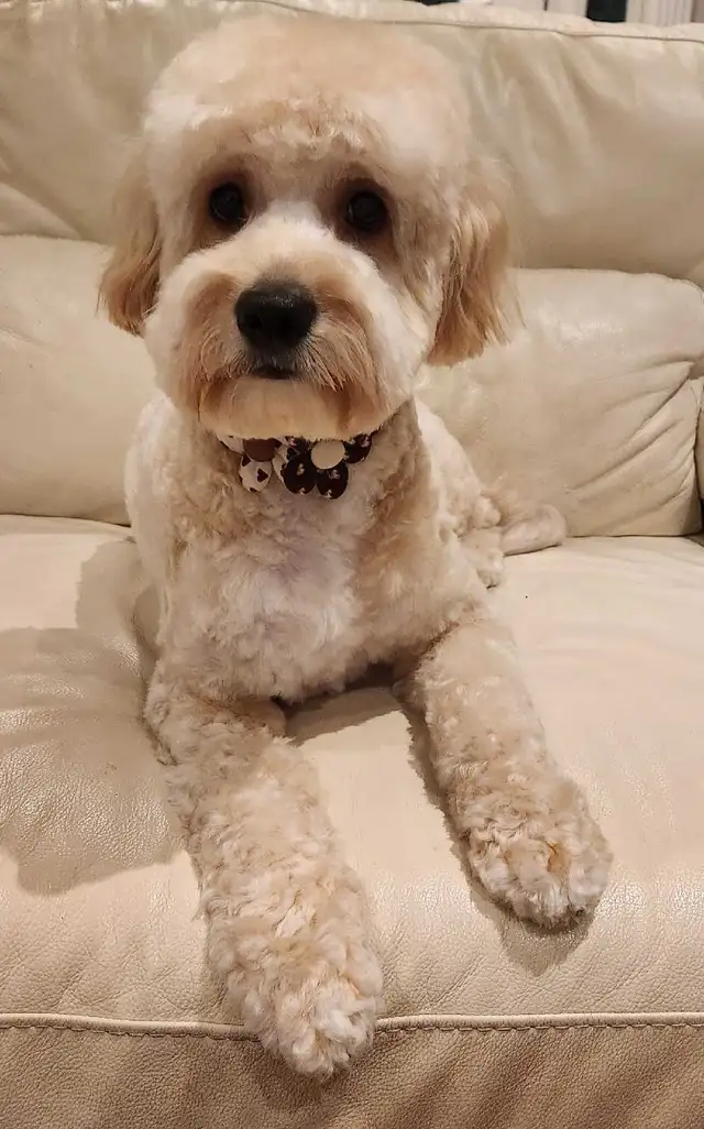 COCO'SPAW Dog Grooming in Bayview Village, Northyork - Photo 7