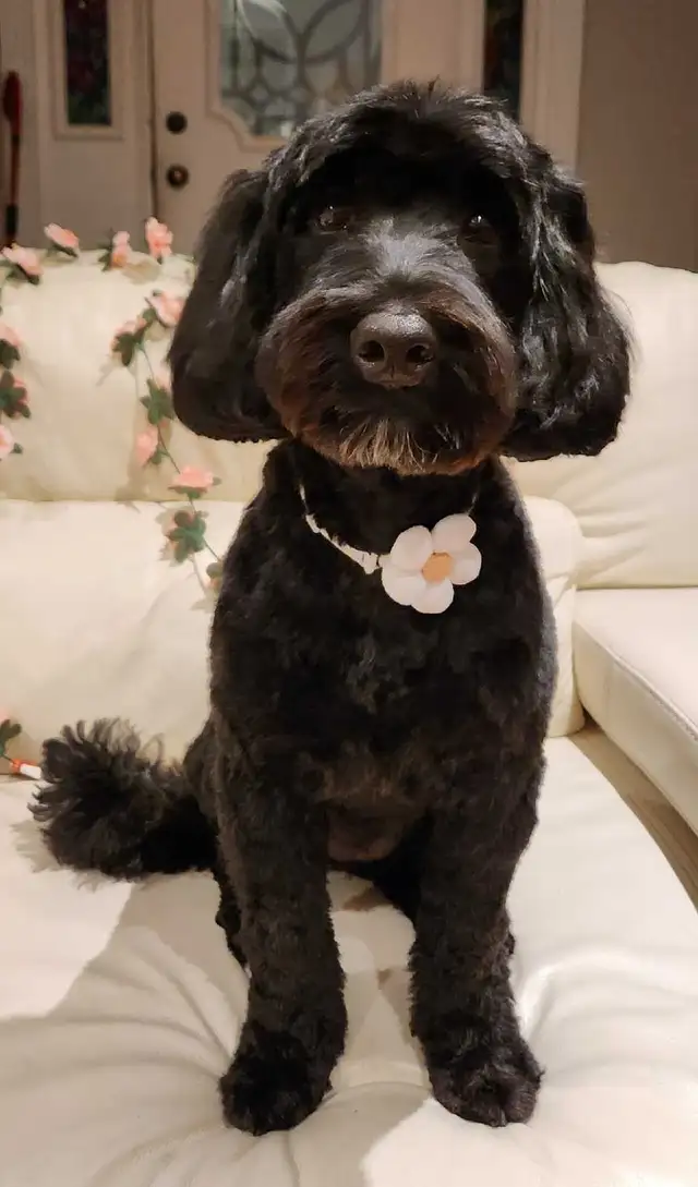 COCO'SPAW Dog Grooming in Bayview Village, Northyork - Photo 8