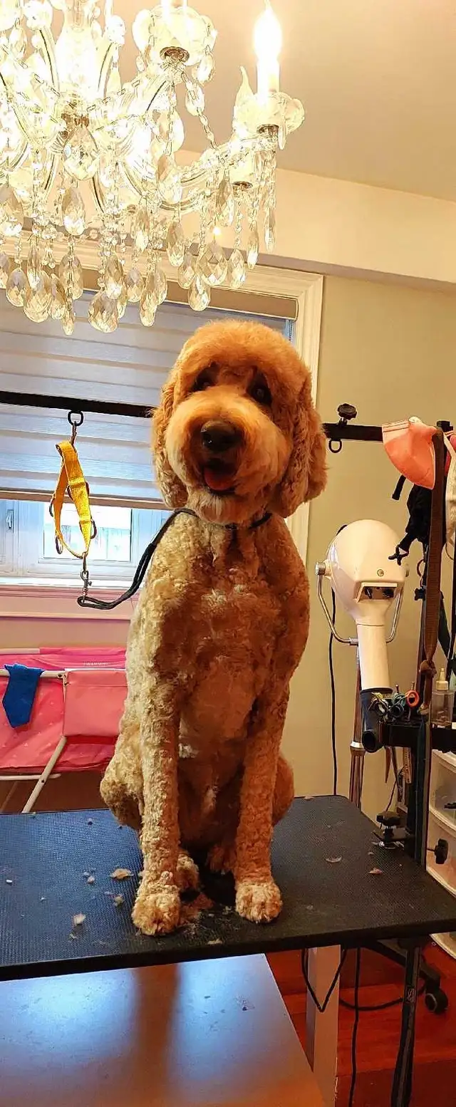 COCO'SPAW Dog Grooming in Bayview Village, Northyork - Photo 9