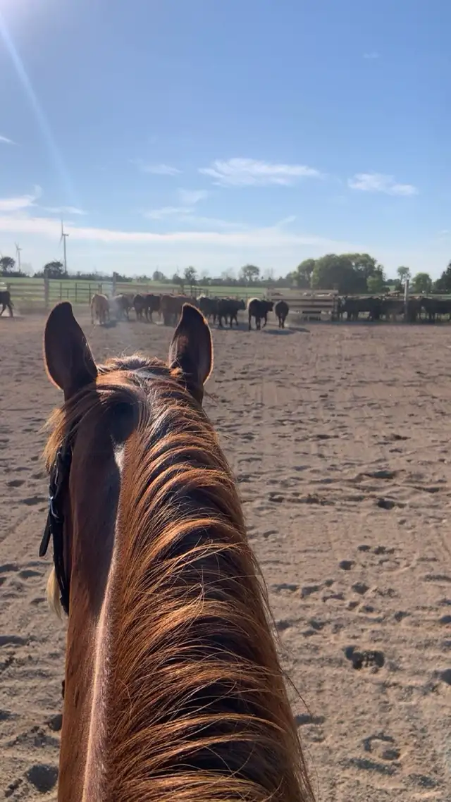 Horse boarding - Photo 3