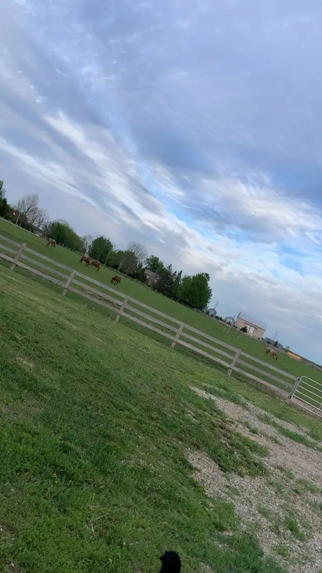 Horse boarding - Photo 4