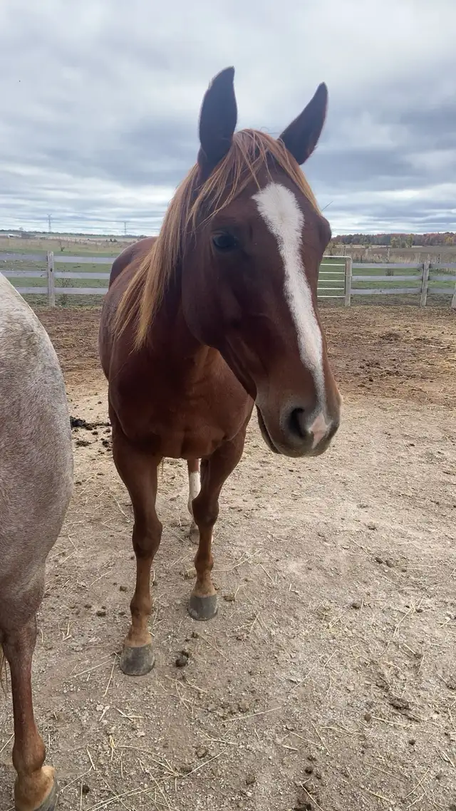 Horse boarding - Photo 5