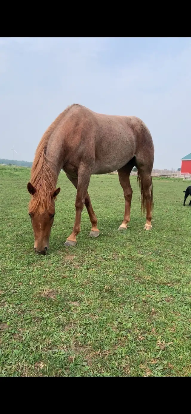 Horse boarding - Photo 6