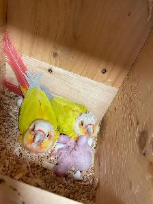 Conure babies, sun cheek