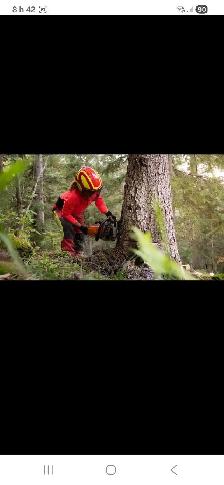 émondage élagage émondeur Bucheron - Photo 2