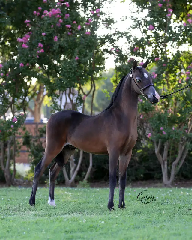 Shetland Pony Stallion 3 years