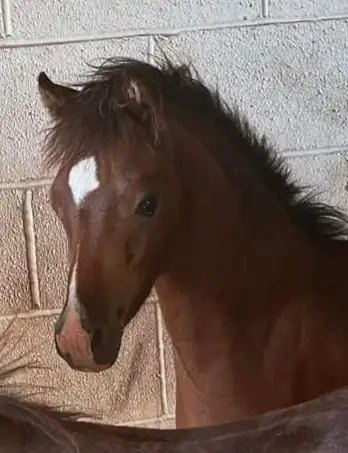 Shetland Pony Stallion 3 years - Photo 2
