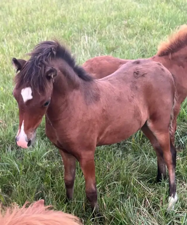 Shetland Pony Stallion 3 years - Photo 3