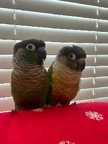 Conures for Rehoming