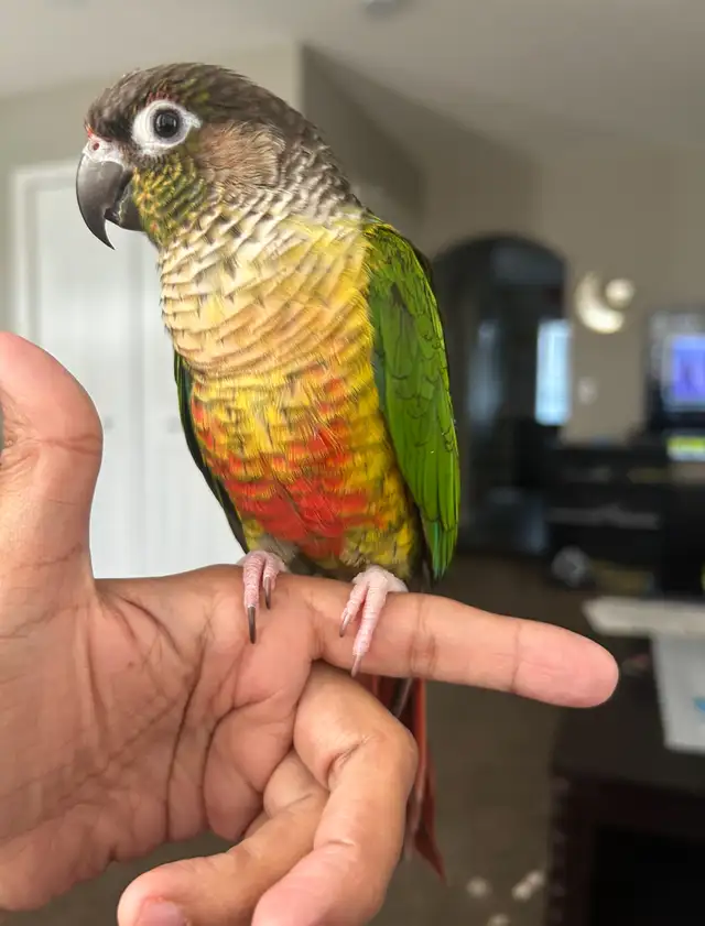 Conures for Rehoming - Photo 2