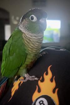 Conures for Rehoming - Photo 3