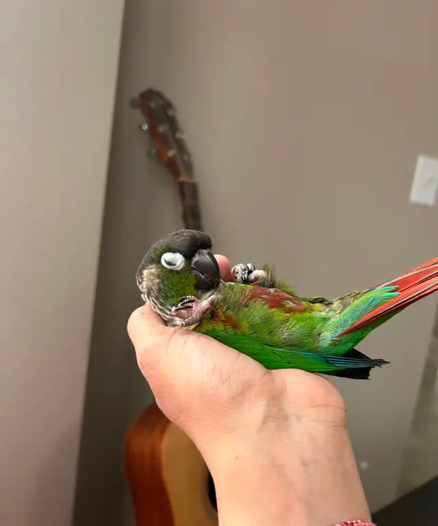 Conures for Rehoming - Photo 4
