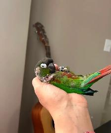 Conures for Rehoming - Photo 4
