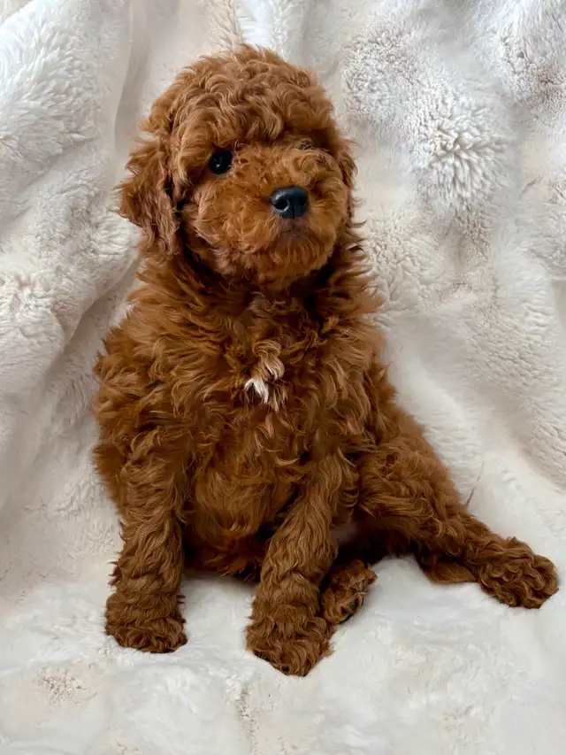 GOLDENDOODLES F1BB  MINI