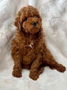 GOLDENDOODLES F1BB  MINI