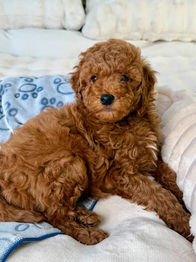 GOLDENDOODLES F1BB  MINI - Photo 2