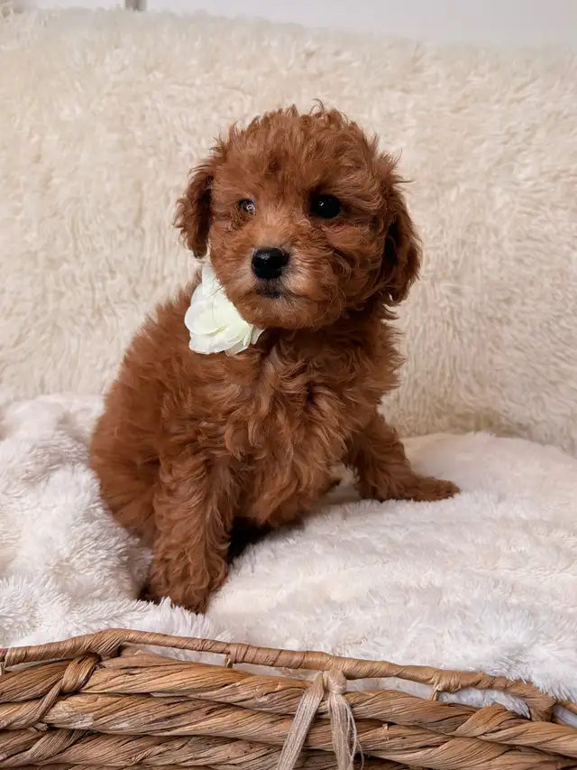 GOLDENDOODLES F1BB  MINI - Photo 3