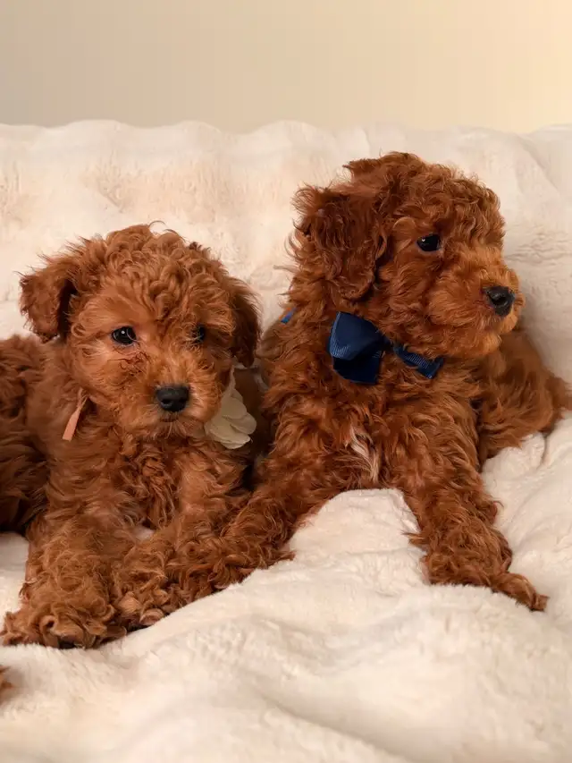 GOLDENDOODLES F1BB  MINI - Photo 4