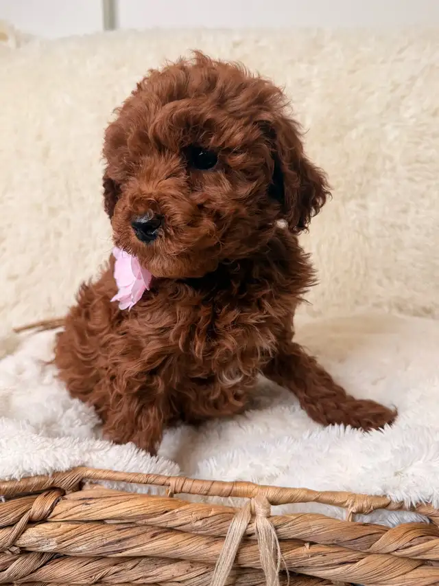 GOLDENDOODLES F1BB  MINI - Photo 5