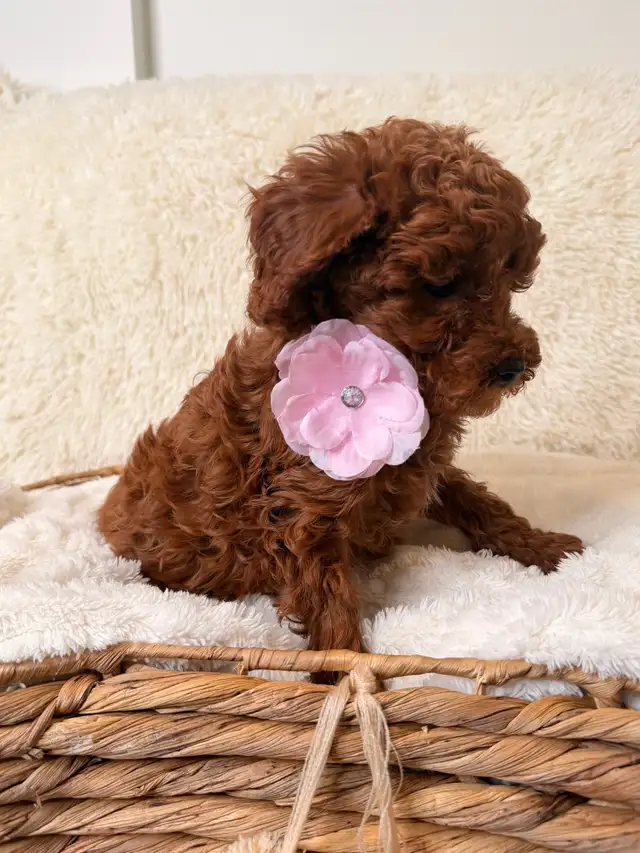 GOLDENDOODLES F1BB  MINI - Photo 6