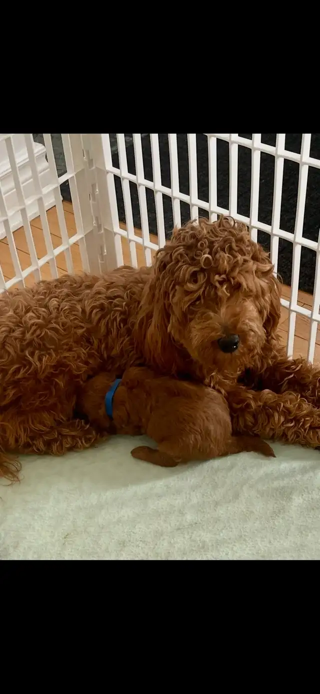 GOLDENDOODLES F1BB  MINI - Photo 7