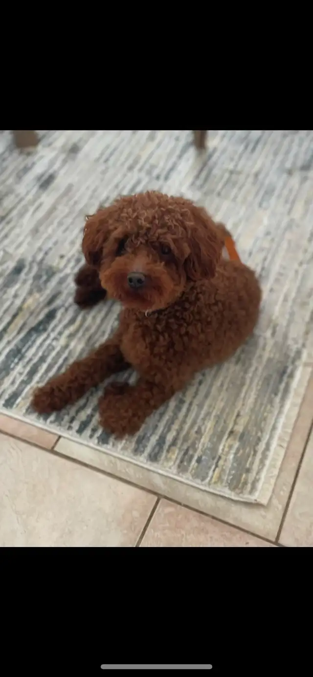 GOLDENDOODLES F1BB  MINI - Photo 8