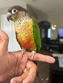 Conures For Rehoming - Photo 2