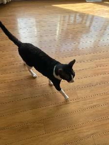 Chat Rex Cornish - Photo 3