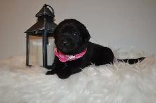 Chiots Labrador  noire