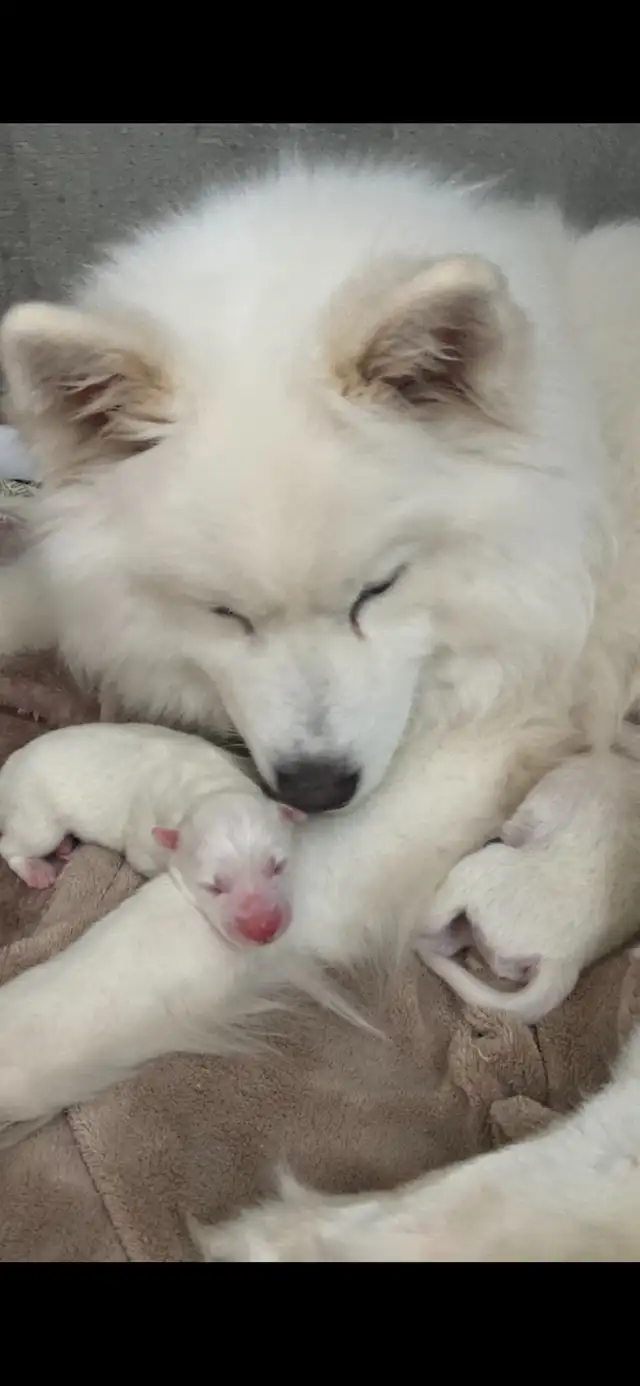 chiot samoyède / puppie samoyed