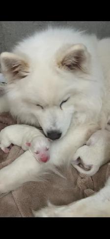 chiot samoyède / puppie samoyed