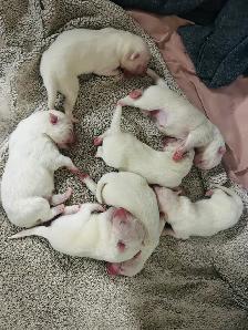 chiot samoyède / puppie samoyed - Photo 2