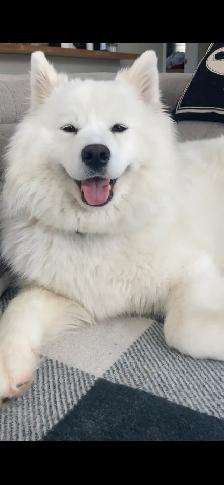 chiot samoyède / puppie samoyed - Photo 3