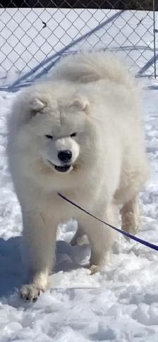 chiot samoyède / puppie samoyed - Photo 4