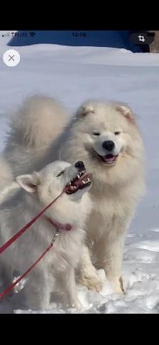 chiot samoyède / puppie samoyed - Photo 5