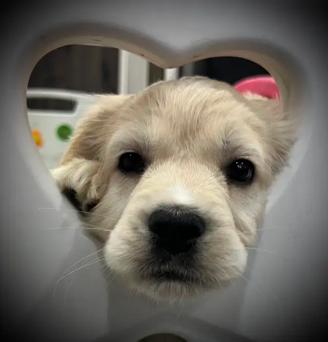 Candyville's Golden Cocker Retriever Pups
