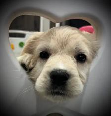 Candyville's Golden Cocker Retriever Pups