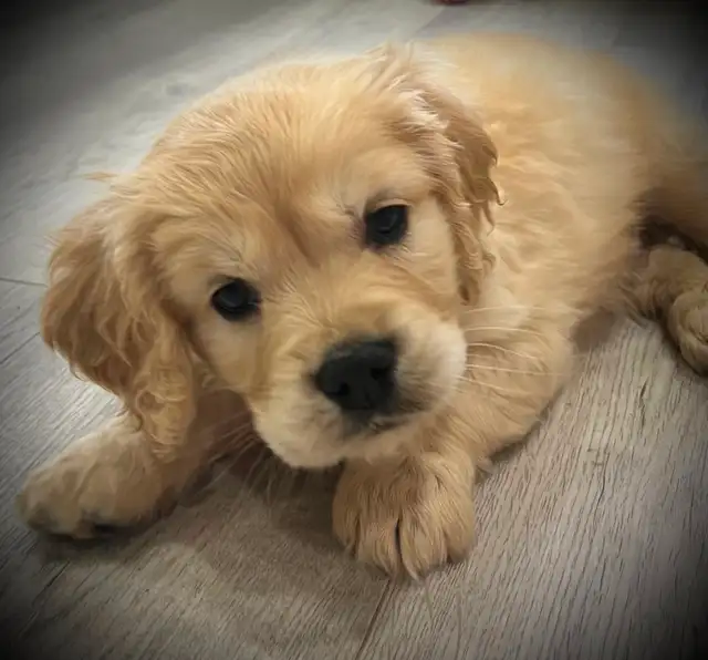 Candyville's Golden Cocker Retriever Pups - Photo 2