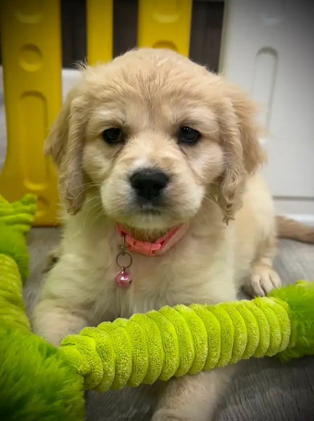 Candyville's Golden Cocker Retriever Pups - Photo 3