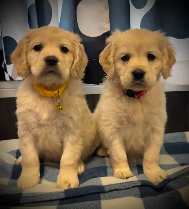Candyville's Golden Cocker Retriever Pups - Photo 4