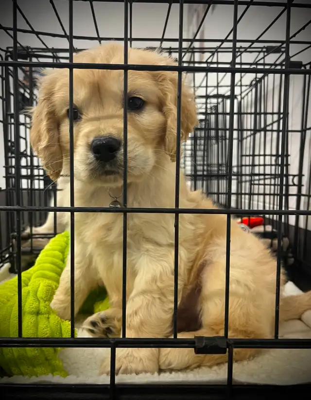 Candyville's Golden Cocker Retriever Pups - Photo 5