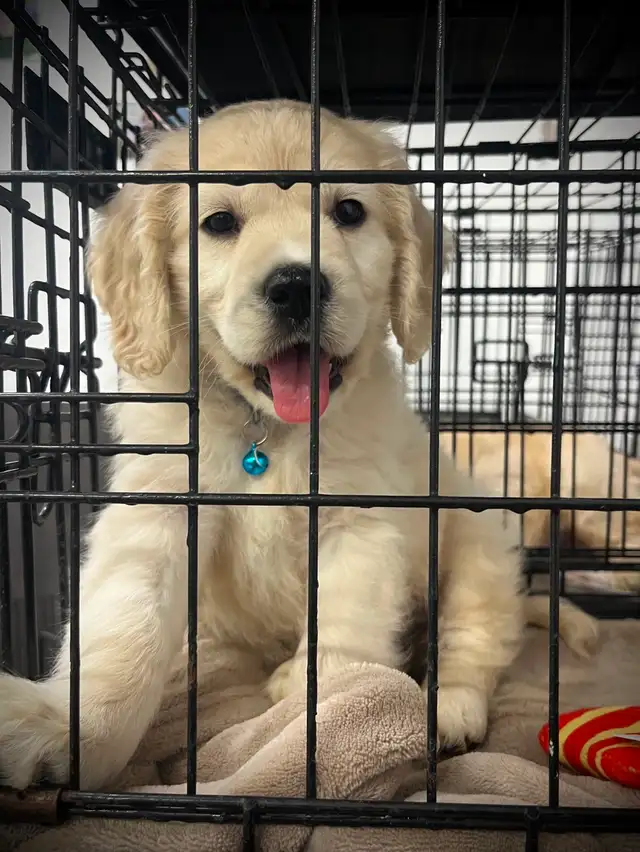 Candyville's Golden Cocker Retriever Pups - Photo 6