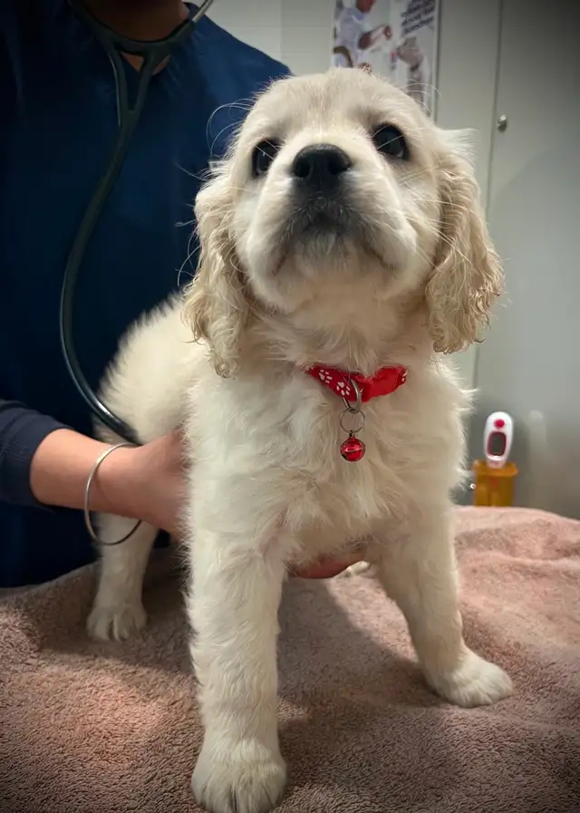 Candyville's Golden Cocker Retriever Pups - Photo 7