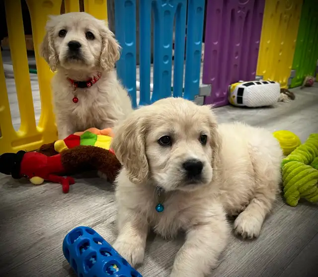 Candyville's Golden Cocker Retriever Pups - Photo 8