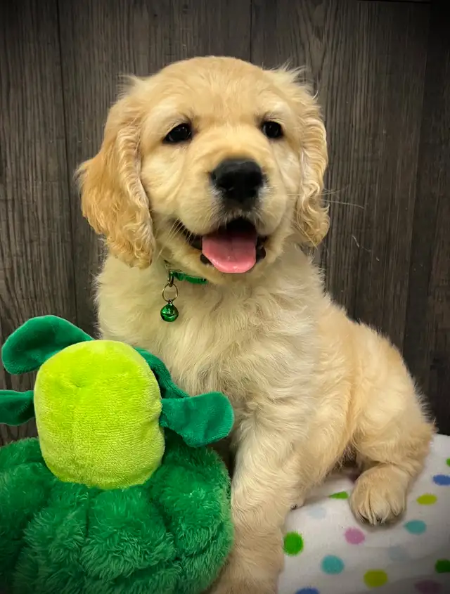 Candyville's Golden Cocker Retriever Pups - Photo 9
