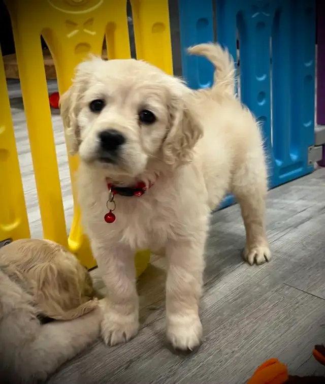 Candyville's Golden Cocker Retriever Pups - Photo 10