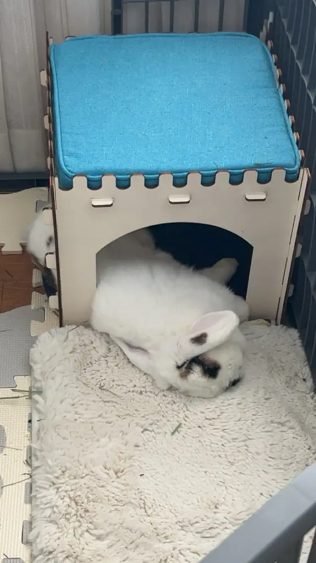 Meet Tinsley! - Photo 2