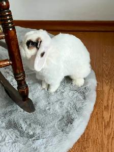 Meet Tinsley! - Photo 4