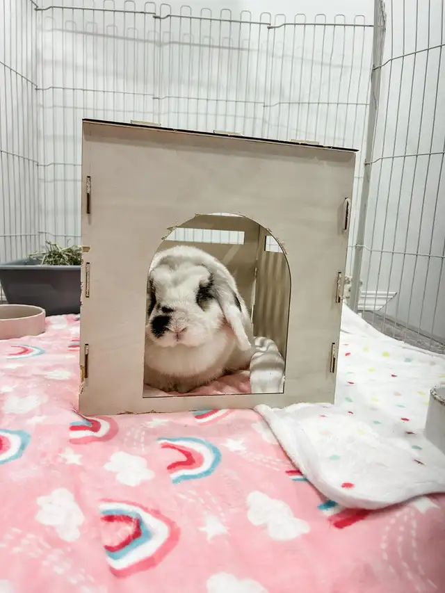 Meet Tinsley! - Photo 5