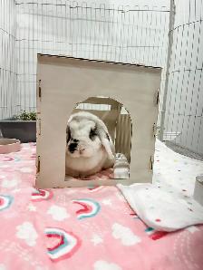 Meet Tinsley! - Photo 5